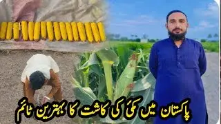 Best time for corn cultivation in Pakistan