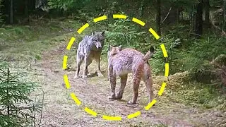 Lynx vs Wolf, Puma & Snake! Who Rules the Wild? 🔥