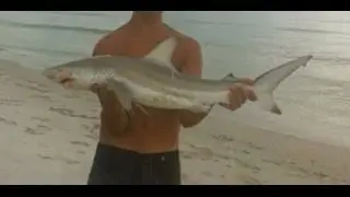 Landbased shark fishing | blacktip shark |floridafishers