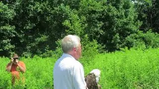 Bald Eagle Release 7-4-18 Ed Clark WCV