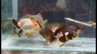 Short tail trico oranda&rsquo;s