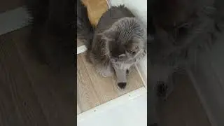 ШОКИРОВАЛ НАШ КОТ🐈‍⬛ ЛОКИ СВОИМ ПОВЕДЕНИЕМ ‼️🤭 #кот #мейнкун #ирониясудьбы #советскиефильмы #корм 