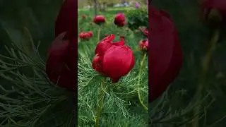 Дикий пион 🌺❤️ #крым #симферополь #весна #пион #spring #flower