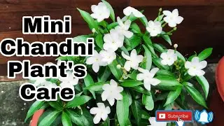 Mini Chandni Plants Care Tips🍀🍀🍀