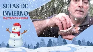 La seta que espera al duro inverno para salir 🍄❄️☃️ Hygrophorus russula 🌨️🏔️ Hongo carnita