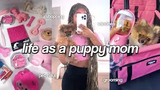 LIFE AS A PUPPY MOM 🐶🎀 | pet haul, vaccine appt, grooming, daily routine with my pomeranian