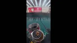 Challenge: Catch 100 Fish in One Hour