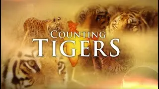 Up Close Counting Tigers