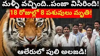 యాదాద్రి జిల్లాలో మళ్ళీ పులి కలకలం! 18 రోజుల్లో 8 పశువుల బలి.. జనం విలవిల! Satish Talks