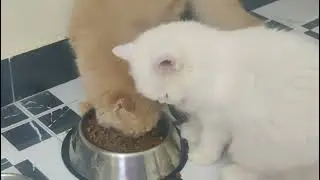 Inbreeding in Cats. Can cats mate with their Siblings? inbreeding of cats good or bad.