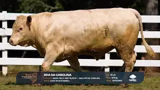 351A DA CAROLINA
