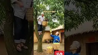 Chinese Village Life 🍃 | Grandpa Picking Mangoes, Grandma Collecting Below | Echoes of the Village