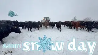 *ASMR* |  Snow Day At Wieczorek Farms | #livestock #snow #farming