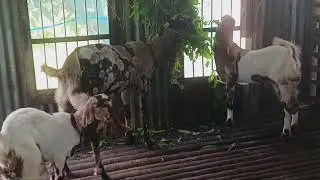 01703 852 115 বিক্রয় বিজ্ঞাপন খাদিজা ডেইরি ফার্ম থেকে সিরাজদিখান মুন্সিগঞ্জ #ডেইরি ফার্ম#