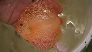 Золотая Змеиная кожа Альбинос. Дискусы, самец, самка