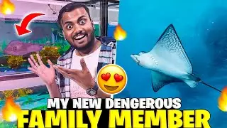 My New Dengerous Family Member 😱 Sting Ray ?