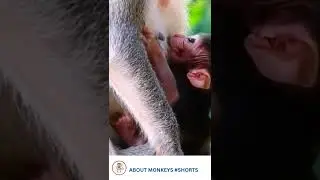 After born cute baby monkey sucking milk #Shorts