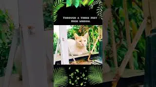 Cat can jump five feet high but can't jump through a three feet high window...|Cat Riddles|