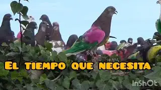 &iquest; Cuanto se tarda en preparar un palomo veterano? Palomos deportivos.