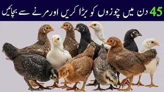 How Chicks Are Raised Carefully Low Cost Poultry Farming | Which Season Environment And Feed Better