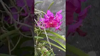 terete Vanda
