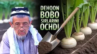 DEHQON BOBO SIRLARINI OCHDI| SHOLG'OM #2 | посадка репы |HOW TO PLANT TURNIP