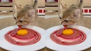Gato come rebanadas de carne 🥩+🍳 | ASMR gato mukbang #gatos #asmr
