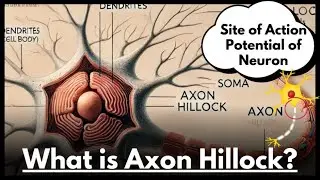 What is the axon hillock?