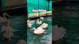 Rosy Pelican🐦 #birds #wildlife #nature #rosypelican #bird #birdslover #shorts #ytshorts #love #fun