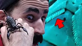 Is my scorpion a male or a female? Heres a Trick