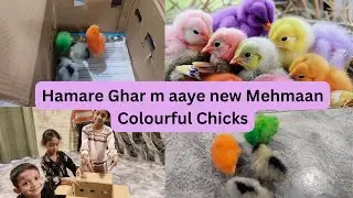 Colourful Chicks🐤🐥| Hamare ghar me aaye Naye Mehmaan | Beautiful Rainbow Chicken Chicks | BabyChicks