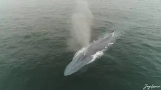 Huge Blue Whale And A Dolphin Stampede in MALIBU!!