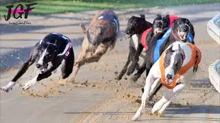 Greyhound Racing - Race of Champions. 🏁🏆