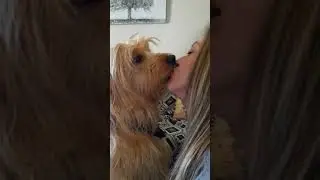 #doglover #kiss #kissing #dog #shorts #love