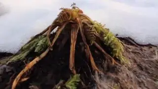 Natures Way: Giant Carrot Breed (Touchon Heirloom)