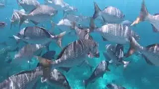 Belize reef