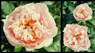 Peony Majesty's star (Маджесте Стар). Александра Спасская.