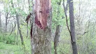Morel Mushrooms -    How to Identify Dead Elms