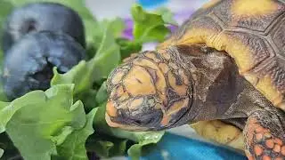 Peaceful Tortoise Feeding