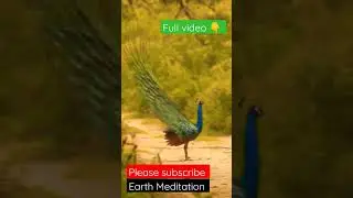 Earth Meditation| Peacock Sound