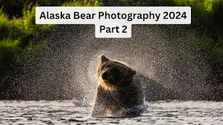 Photographing Brown Bears in Wild Alaska, Part 2. Fishing bears, cubs, the trip of a lifetime!
