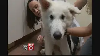 Connecticut veterinarians warning dog owners of new canine flu