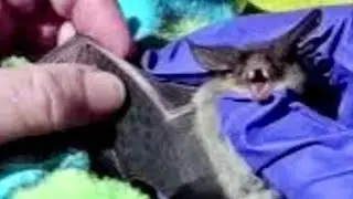 Rescuing a microbat on a garage door:  this is Maggie May