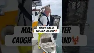 Huge lobster caught in Scotland 🦞#fishing #lobster #electricboat #renewableenergy #creel #fish