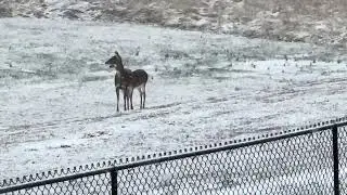 Deer and Snow Part  2.   I had food out for them. 