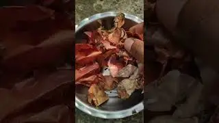organic fertilizer for lemon plant/onion peel fertilizer for lemon plant #lemonplant #plantcaretips