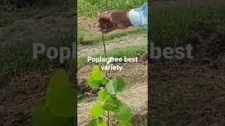 #poplartree #treefarming  #poplar #tree #farmer #farming #shortsvideo