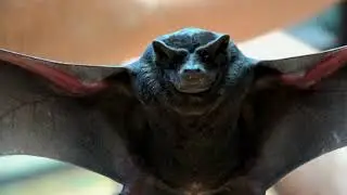 The Black Mastiff Bat: A High Flying Bug Eater