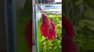 Kampffisch (Betta splendens) F&uuml;tterung