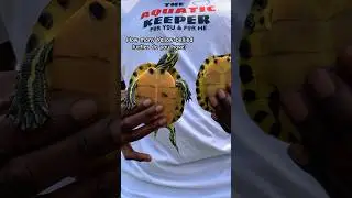 Yellow - Bellied Sliders (turtles)